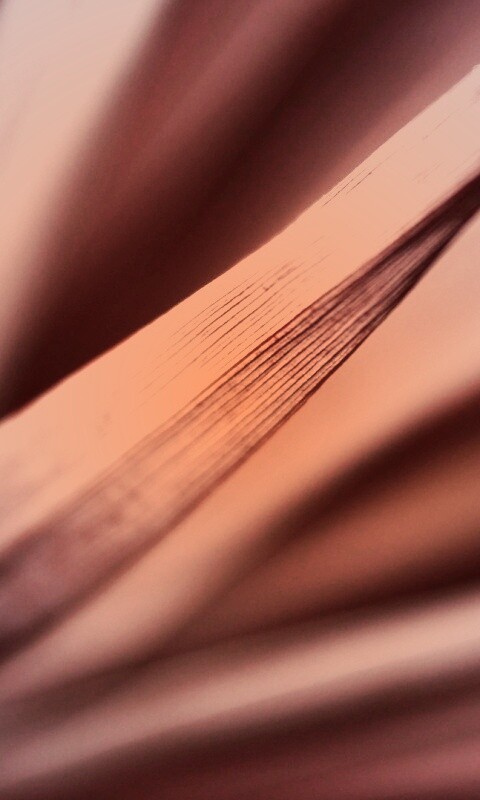 Сухое растение обои