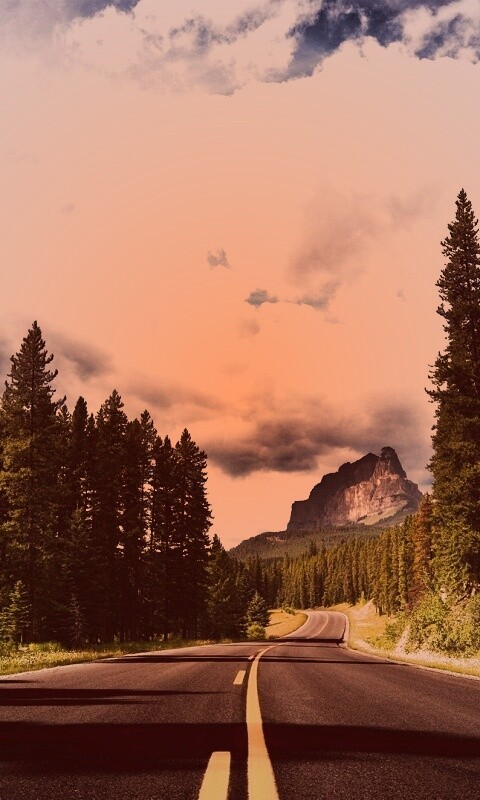 Красивая лесная дорога обои