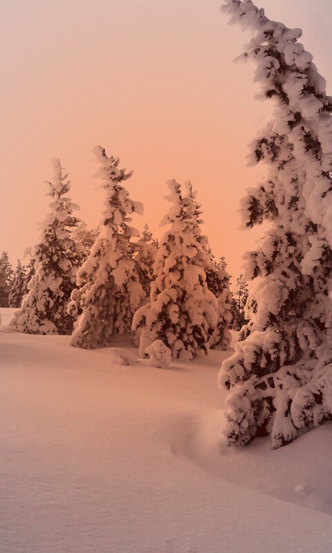 Ели в снегу обои