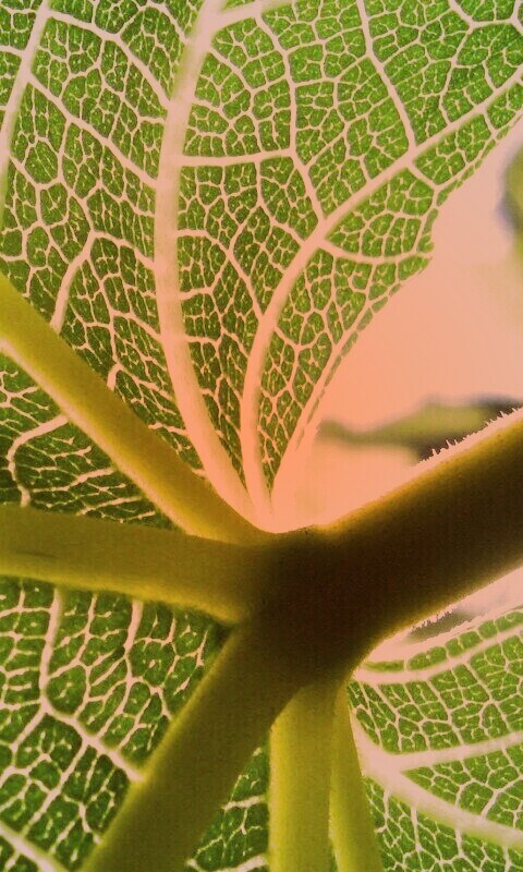 Внутренняя сторона листа обои