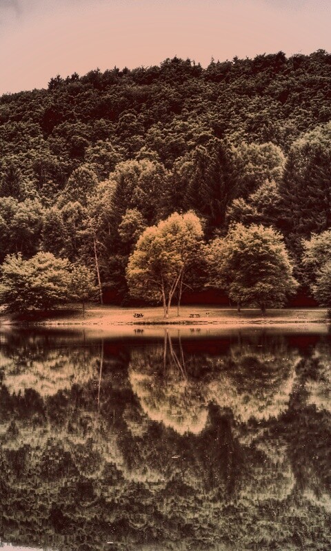 Лесной берег обои