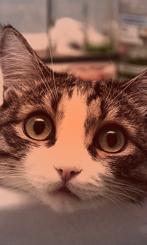 Кошак выглядывает из раковины обои