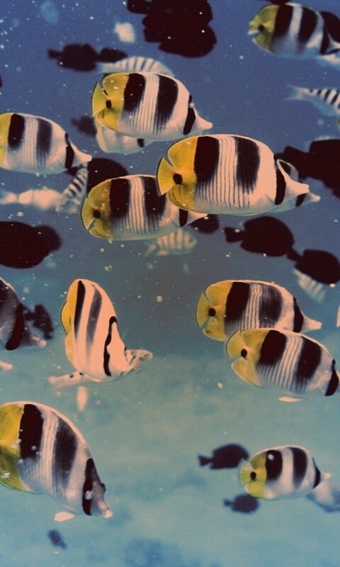 Косяк тропических рыбок обои