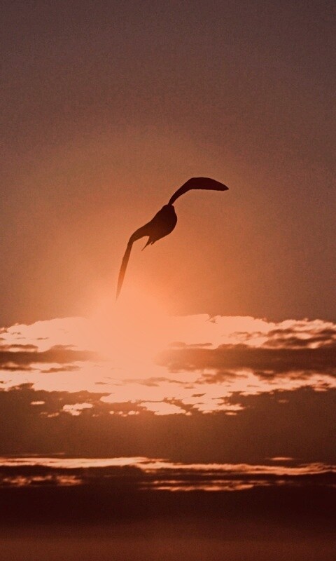 Морская чайка обои