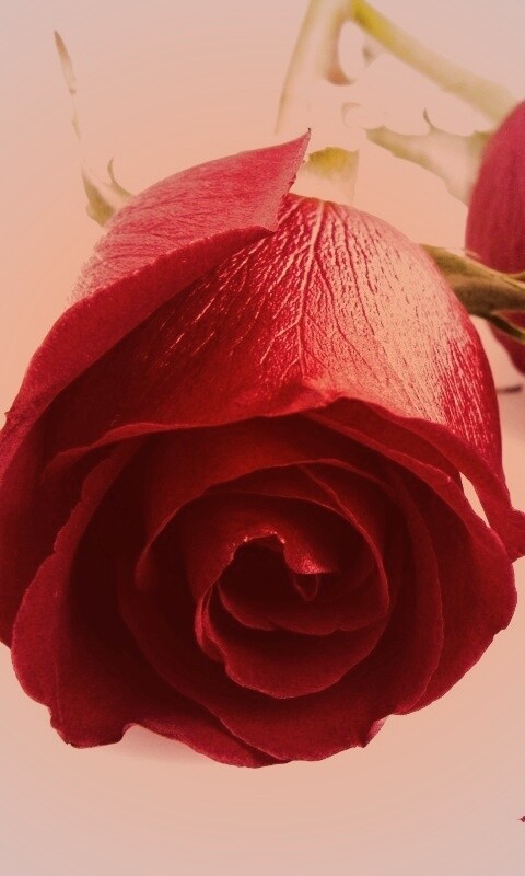 Две красные розы обои