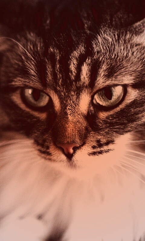 Суровый кот обои