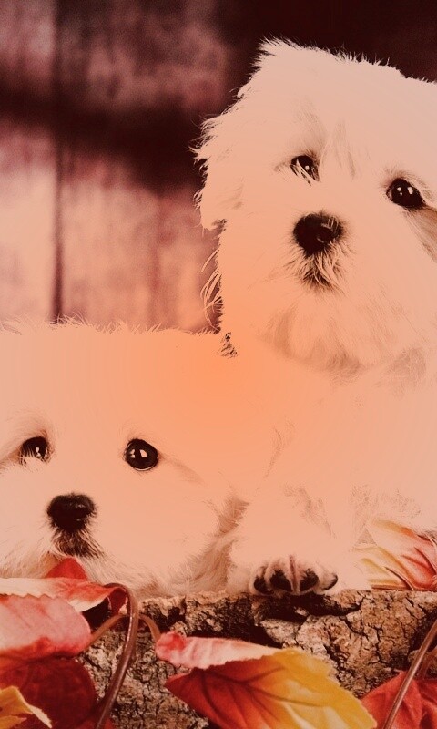 Два белых и пушистых пёсика  обои