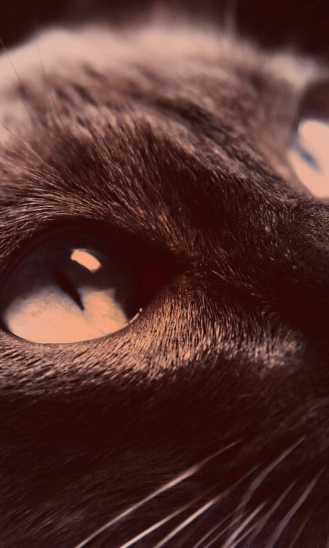 Кот с голубыми глазами обои