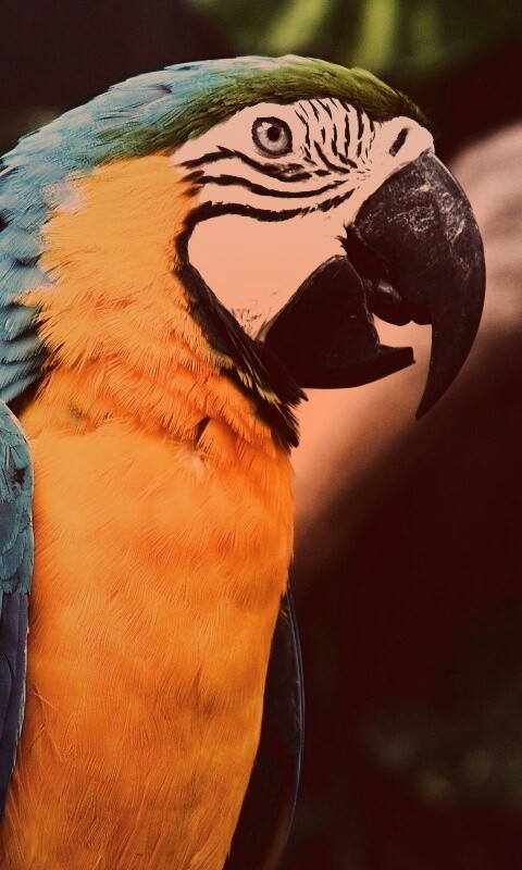 Разноцветынй попугай обои