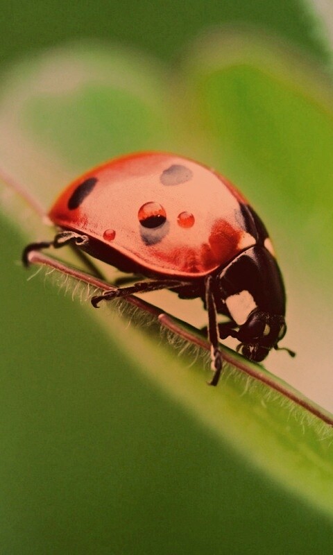 Божья коровка обои