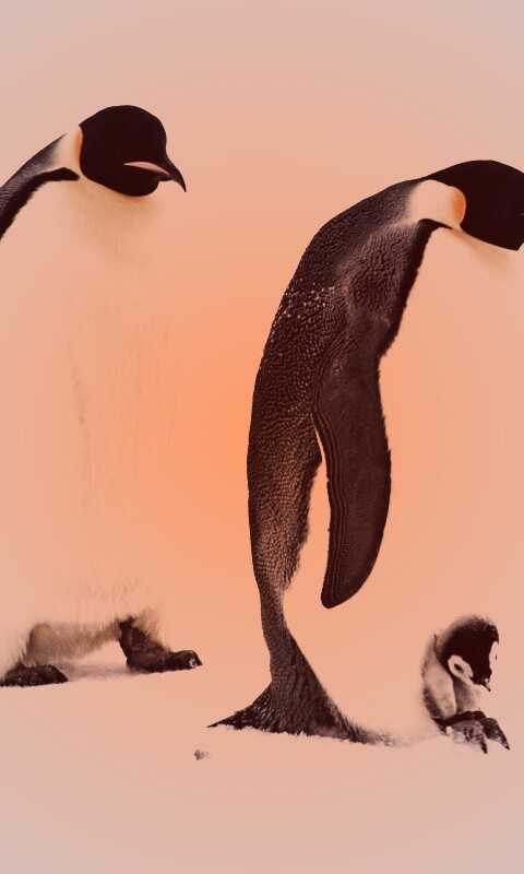 Семья пингвинов обои