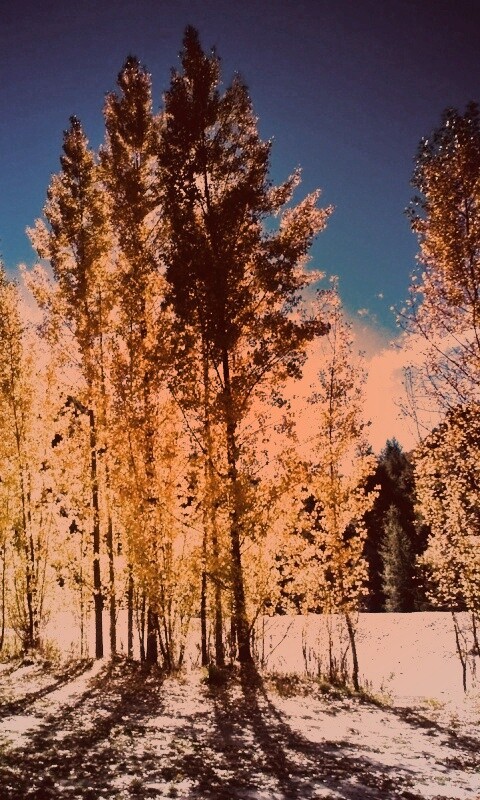 Осень в Новой Зеландии обои