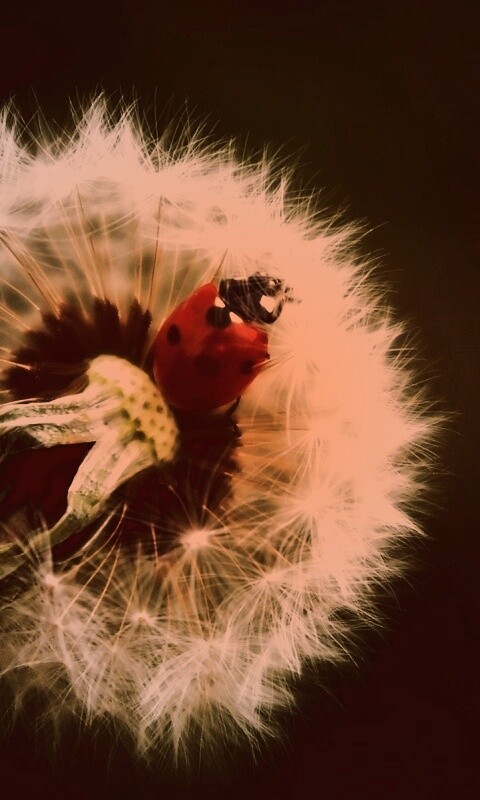 Божья коровка на одуванчике обои