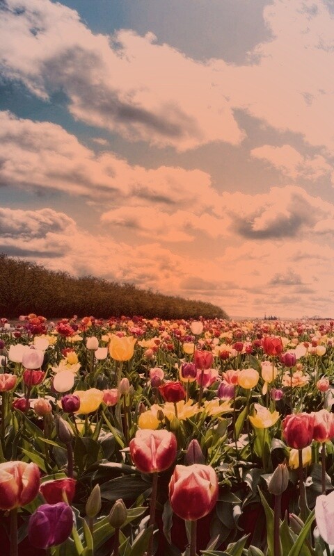Поле тюльпанов обои