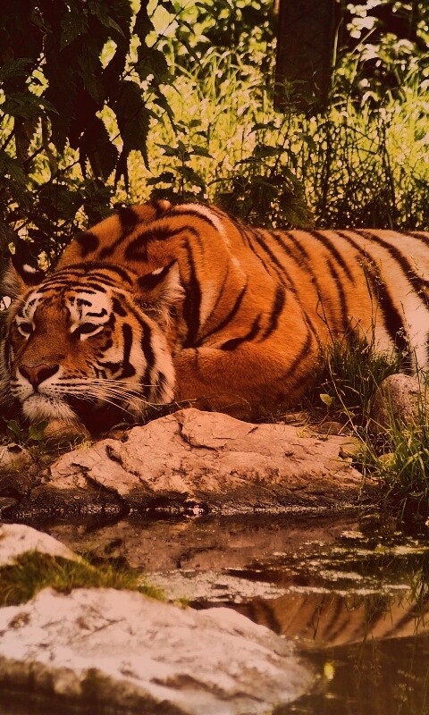 Тигр отдыхает обои