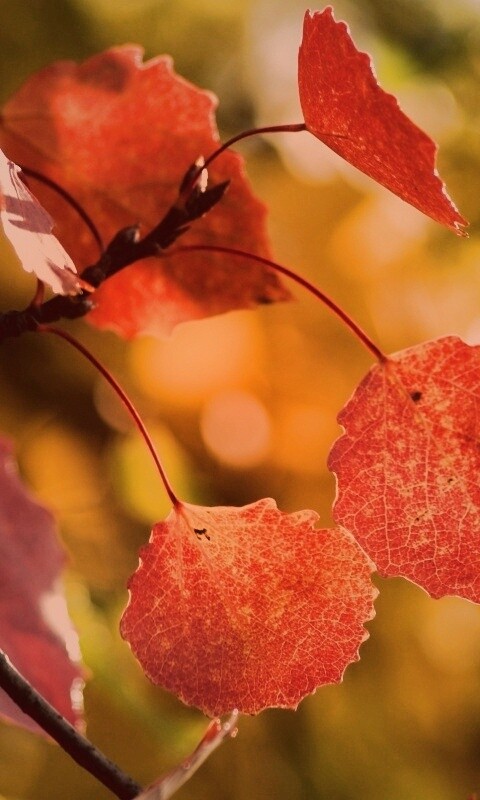 Красные листья обои