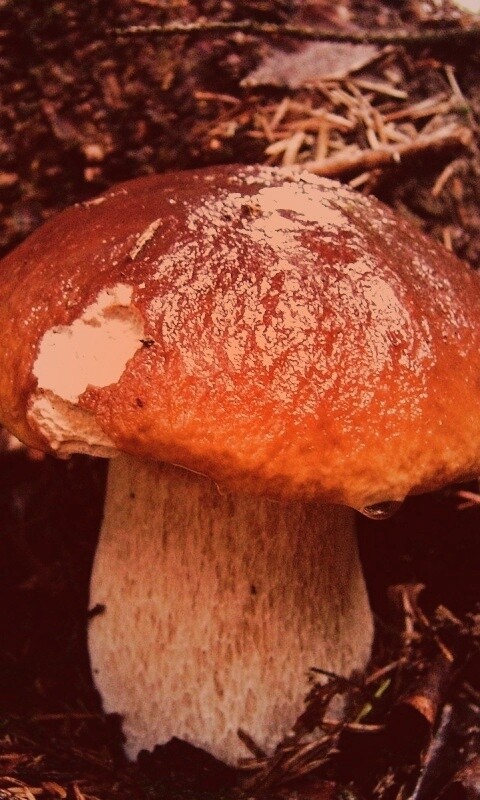 Белый гриб обои