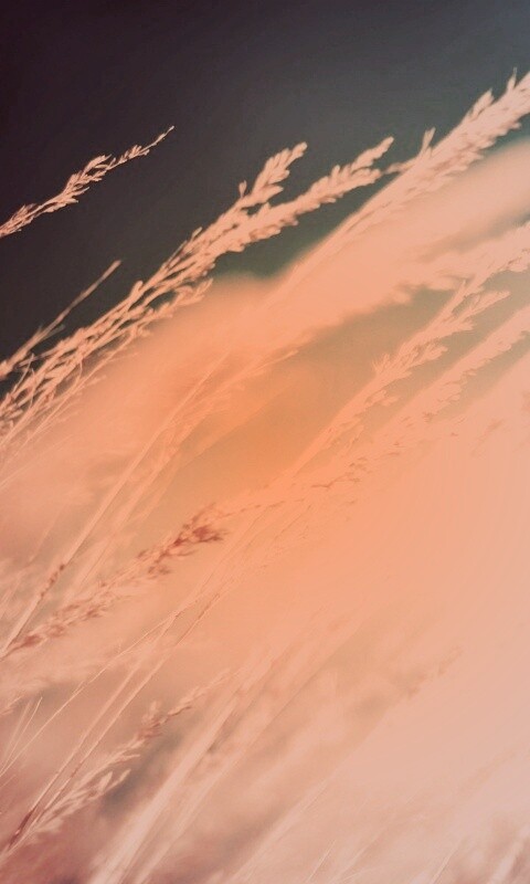 Колосья обои