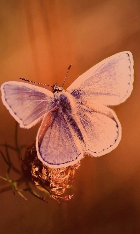 Бабочка с фиолетовыми крыльями обои