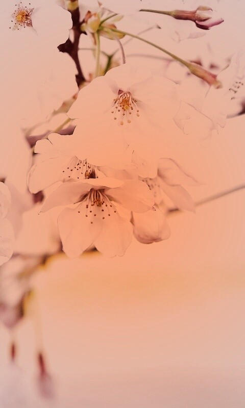 Цветение вишни обои