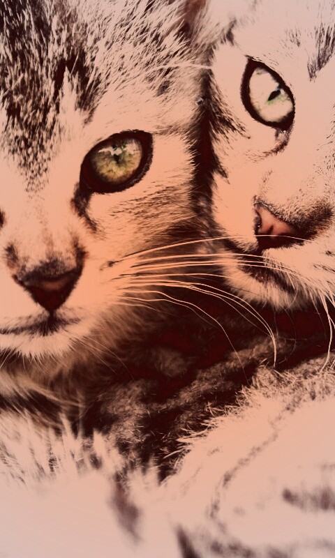 Котята в обнимку обои