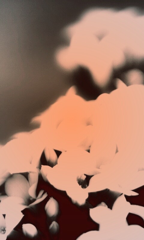 Белоснежные цветочки обои