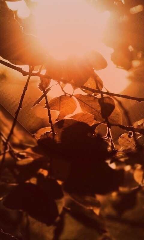 Солнце пробивается сквозь листву обои