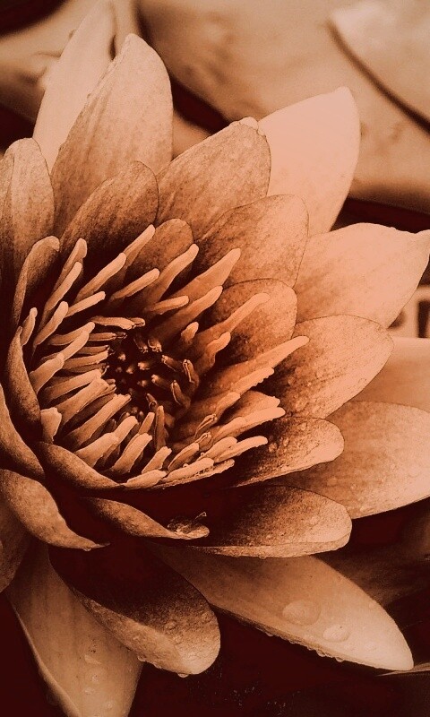 Кувшинка обои