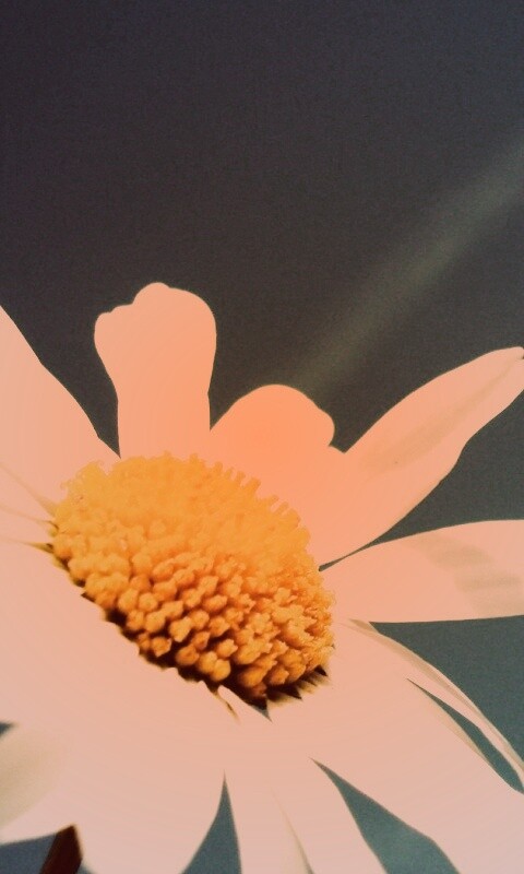 Ромашка на фоне синего неба обои