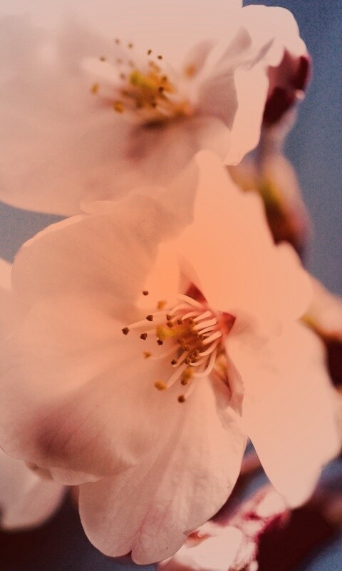 Нежные белые цветы обои