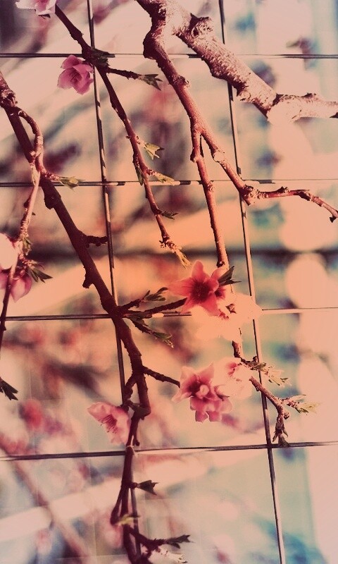 Ветка за сеткой обои