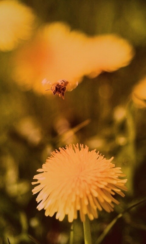 Пчёлка пролетает над одуванчиками обои