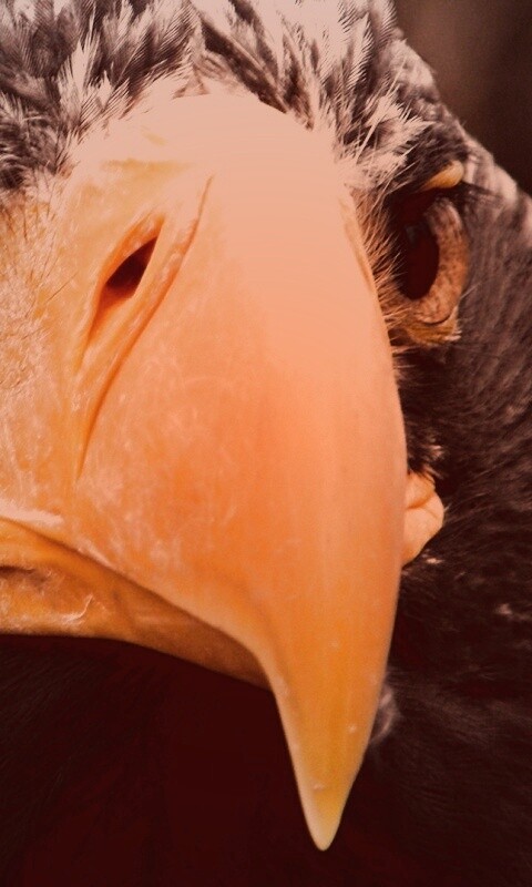 Орёл - птица гордая обои