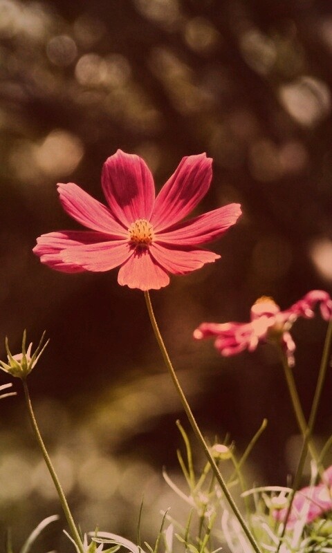 Белые и розовые цветочки обои