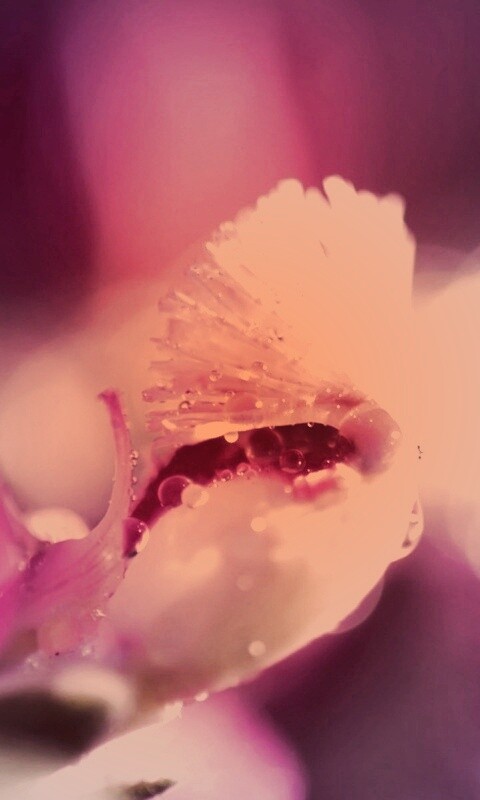 Капли на лиловом цветке обои