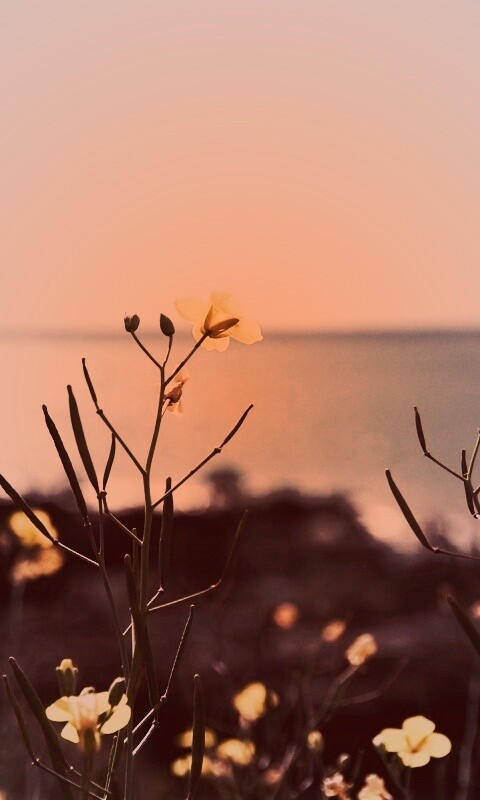 Мелкие жёлтые цветы обои