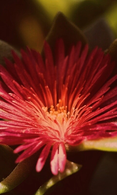 Чудесный цветок обои