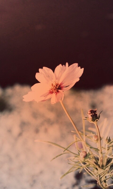 Полевой цветок обои