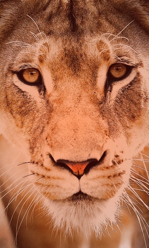 Портрет хищника обои