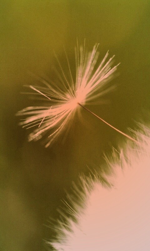 Пушинка одуванчика обои