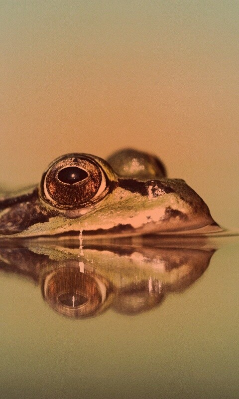 Лягушка обои