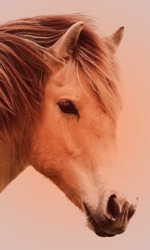 Гривастый конь обои