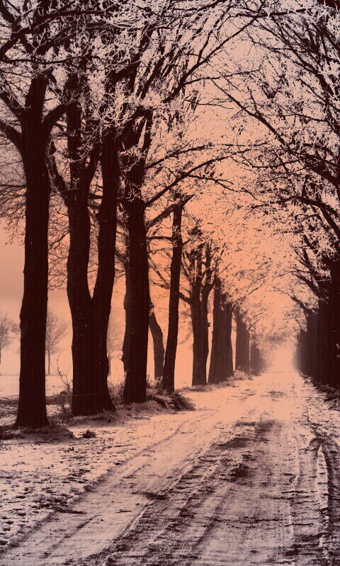 Морозное утро обои