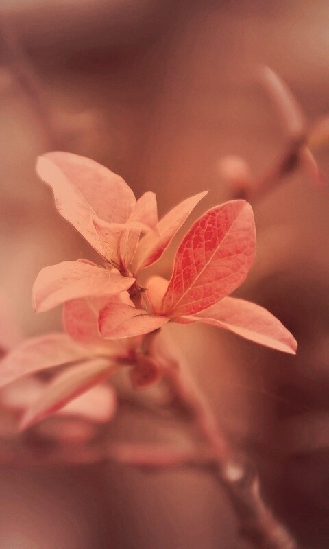 Красные листья на ветке обои