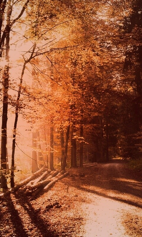 Дорога вдоль просеки в осеннем лесу обои