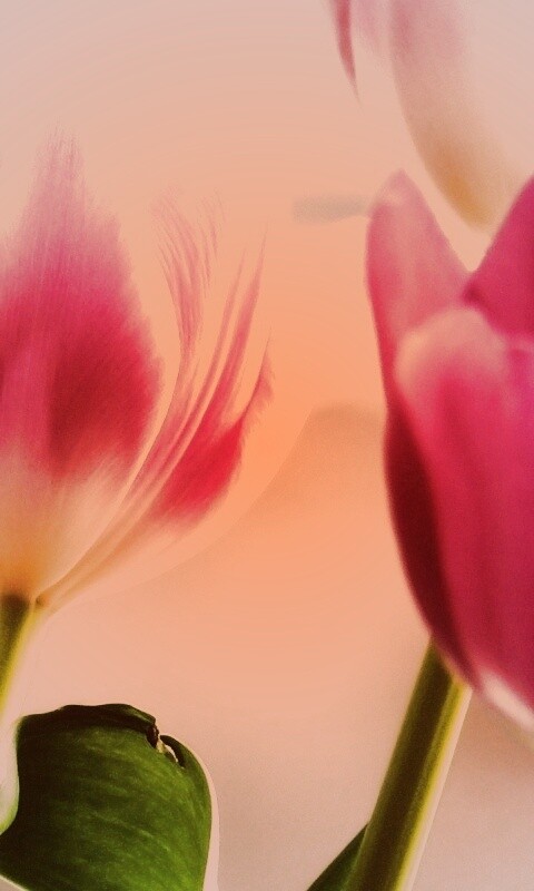 Тюльпаны обои