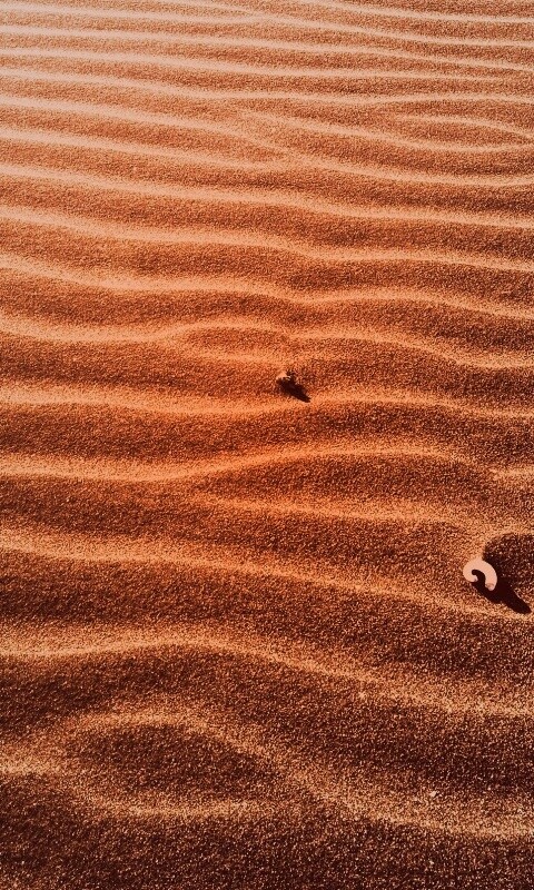 Песок и раковины обои