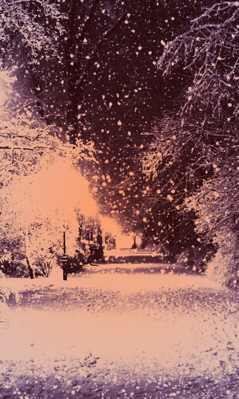 Зимняя аллея обои