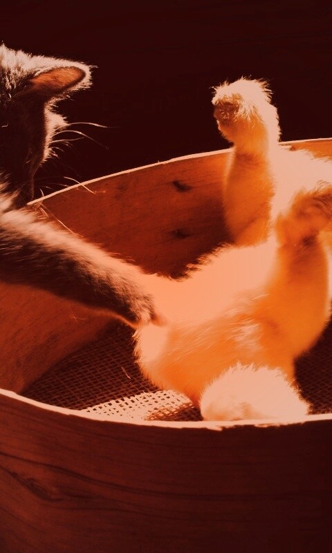 Котенок играет с утятами обои