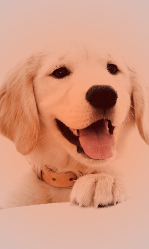 Щенок голден ретривера обои